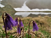 43 Soldanella pusilla (Soldanella della silice) al Laghetto di Ponteranica inferiore